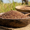 teff